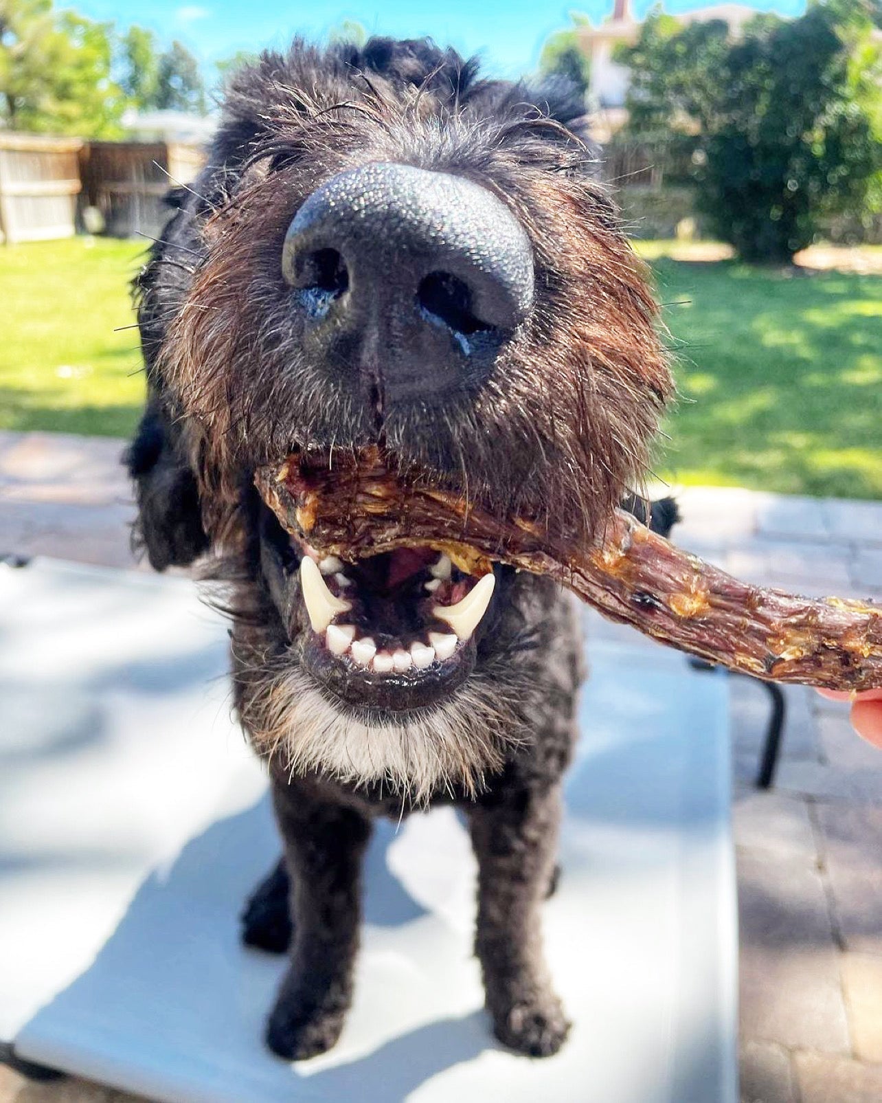 Duck Necks Dog Treats Premium Premium Pet Supply - lifestyle view