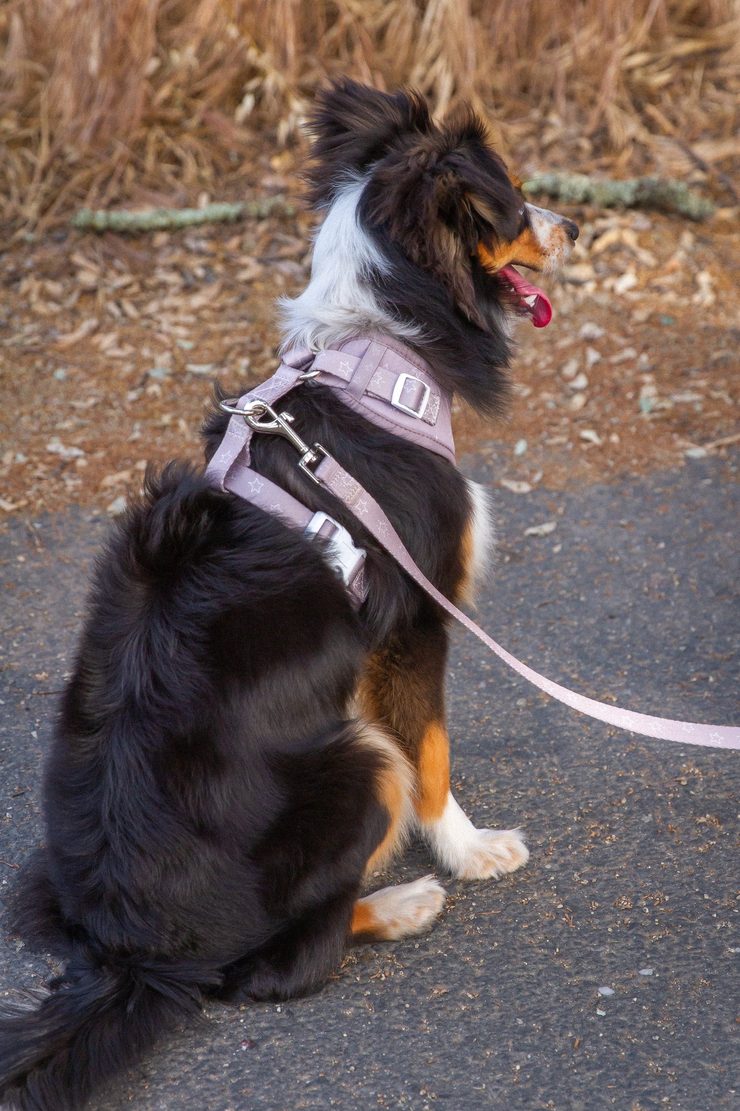 Pet Leash Asteria Leash for Daily Use for Comfort Essential - close up product image for pet leash