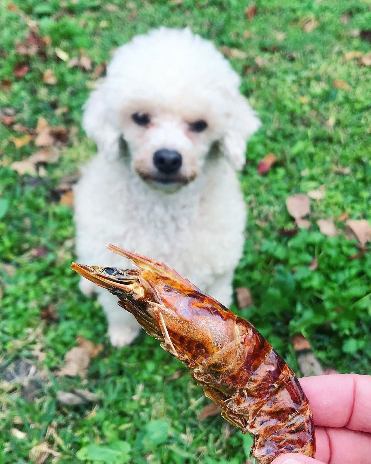 Dog Treats Shrimp Treat Single Ingredient Chews Natural Rewa - gallery image 10