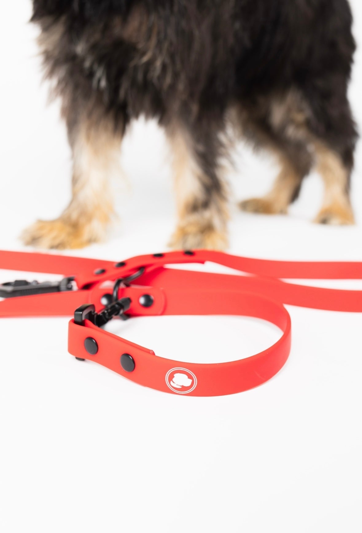 Dog Leash Leash Ruby Red Adjustable Everyday Walking Leash - lifestyle product image for dog leash