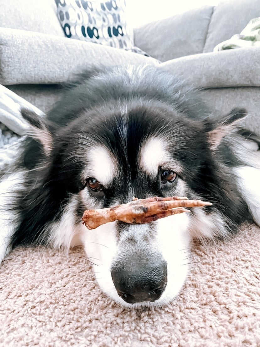 Dog Treats Chicken Feet Single Ingredient Chews Natural Rewa - lifestyle view