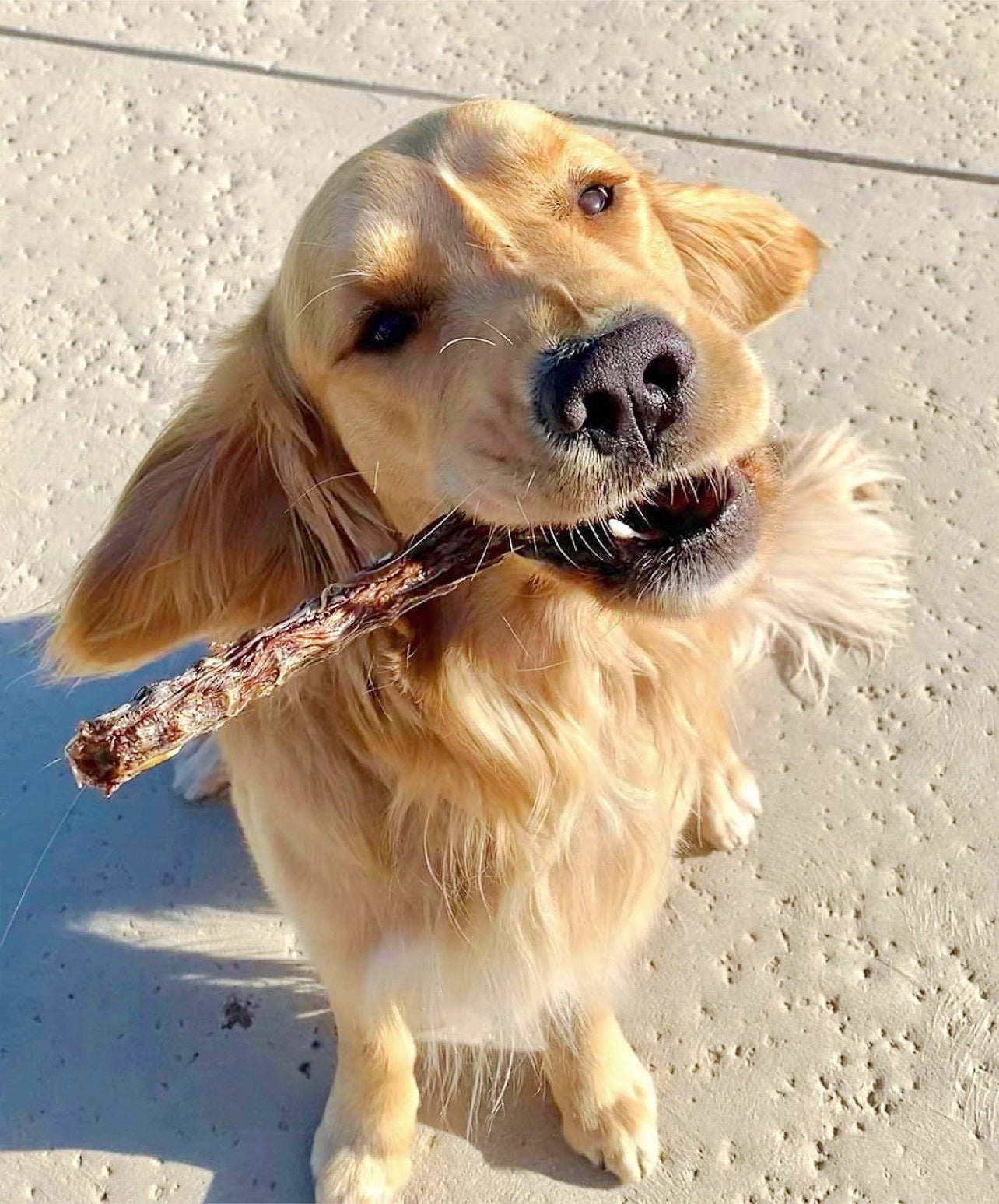 Duck Necks Dog Treats Premium Premium Pet Supply - close up view