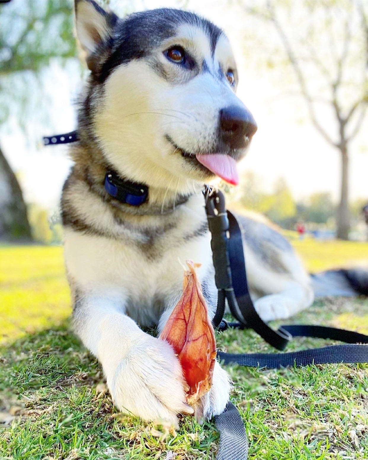 Dog Treats Pig Ears Single Ingredient Chews Natural Reward - gallery image 7