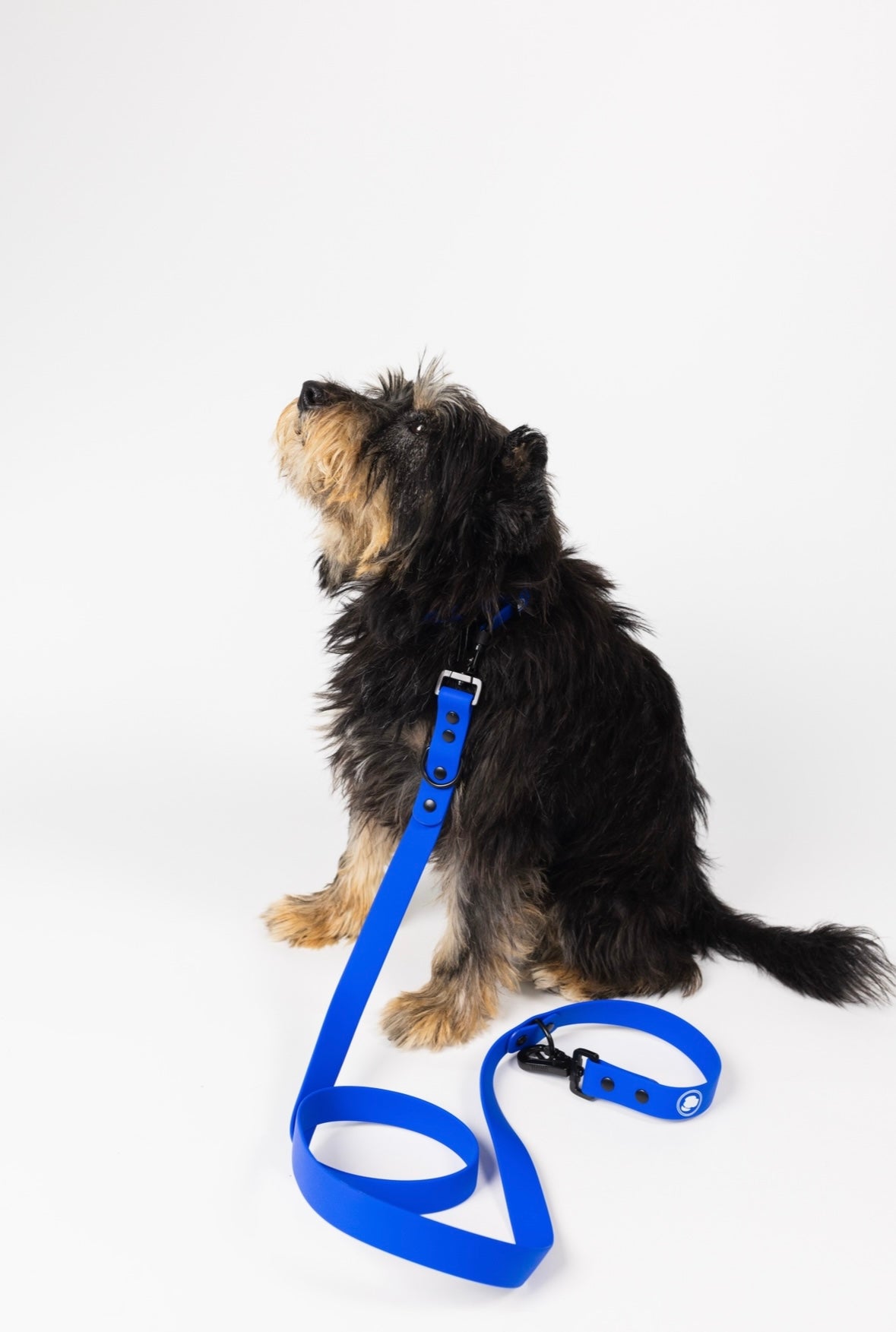 Dog Leash Leash Blue Weather Odor Everyday Walking Leash - main product image for dog leash