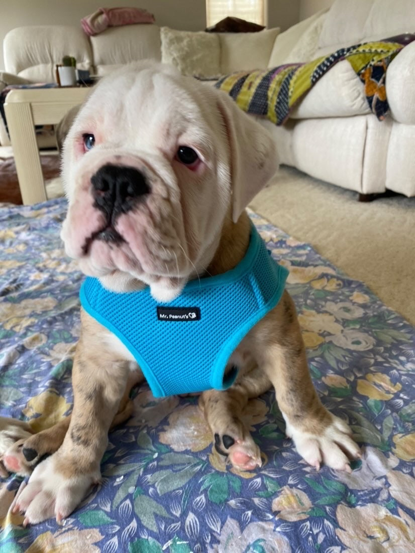 Mr. Peanut's PupTrek Soft Mesh Pet Harness with Matching Leash - Adjustable, Breathable, Choke-Free - detail view