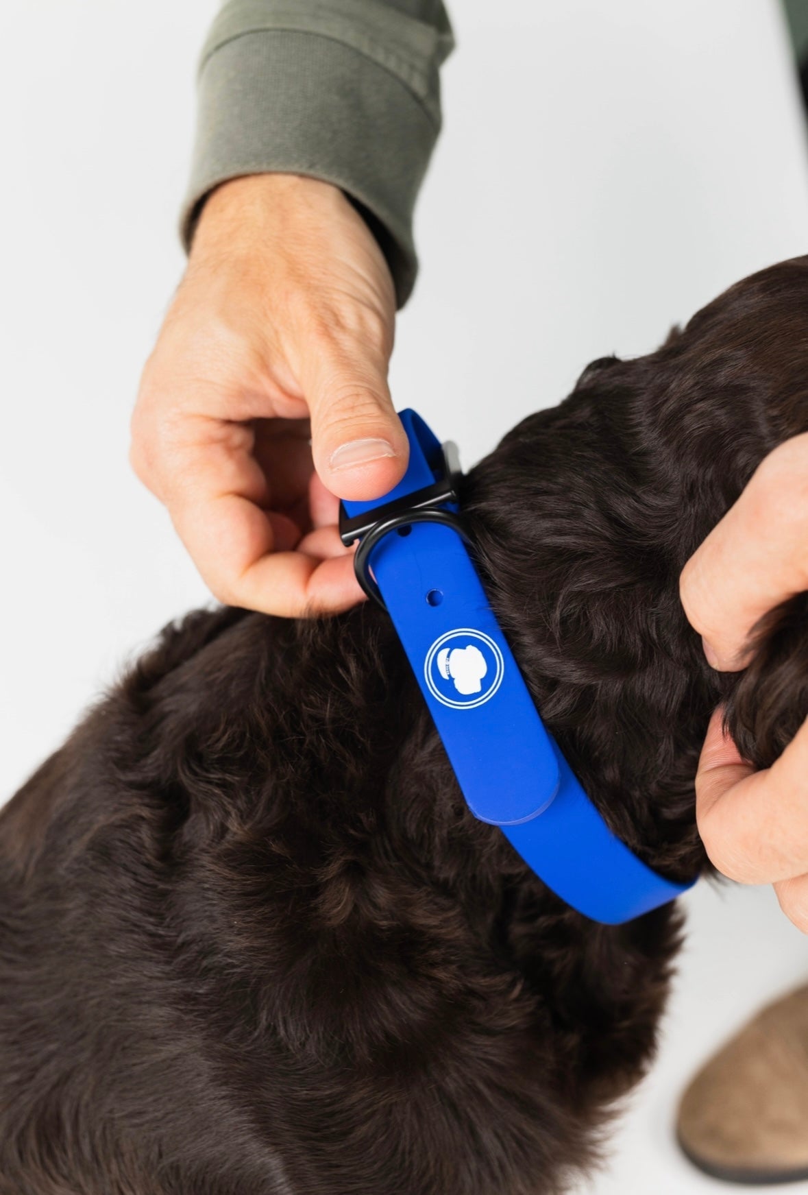 Dog Collar Collar Blue Weather Adjustable Walking Collar - lifestyle product image for dog collar