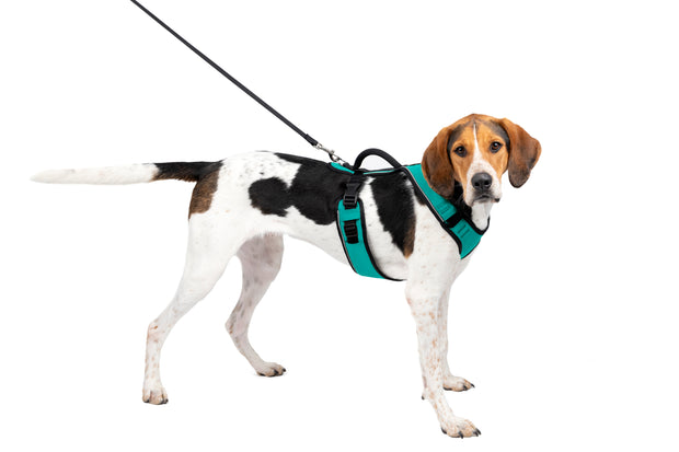 Petsafe Easysport Harness Teal Lg Adjustable Dog Walking - main product image