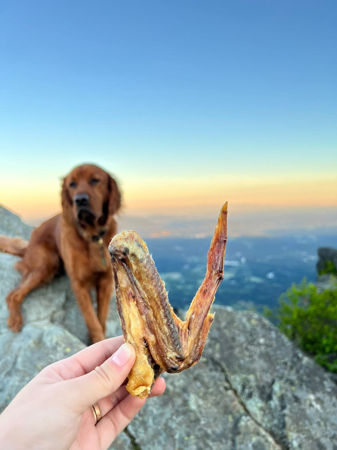 Duck Wings Abf Dog Treats Premium Premium Pet Supply - close up view