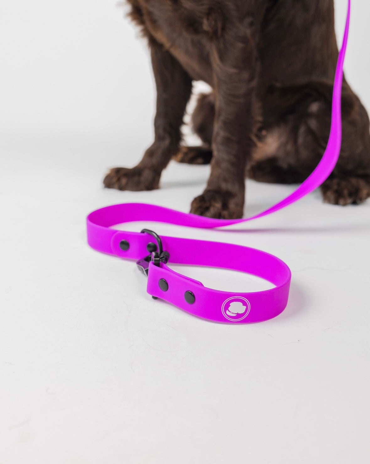 Dog Leash Leash Electric Fuchsia Everyday Walking Leash - main product image for dog leash