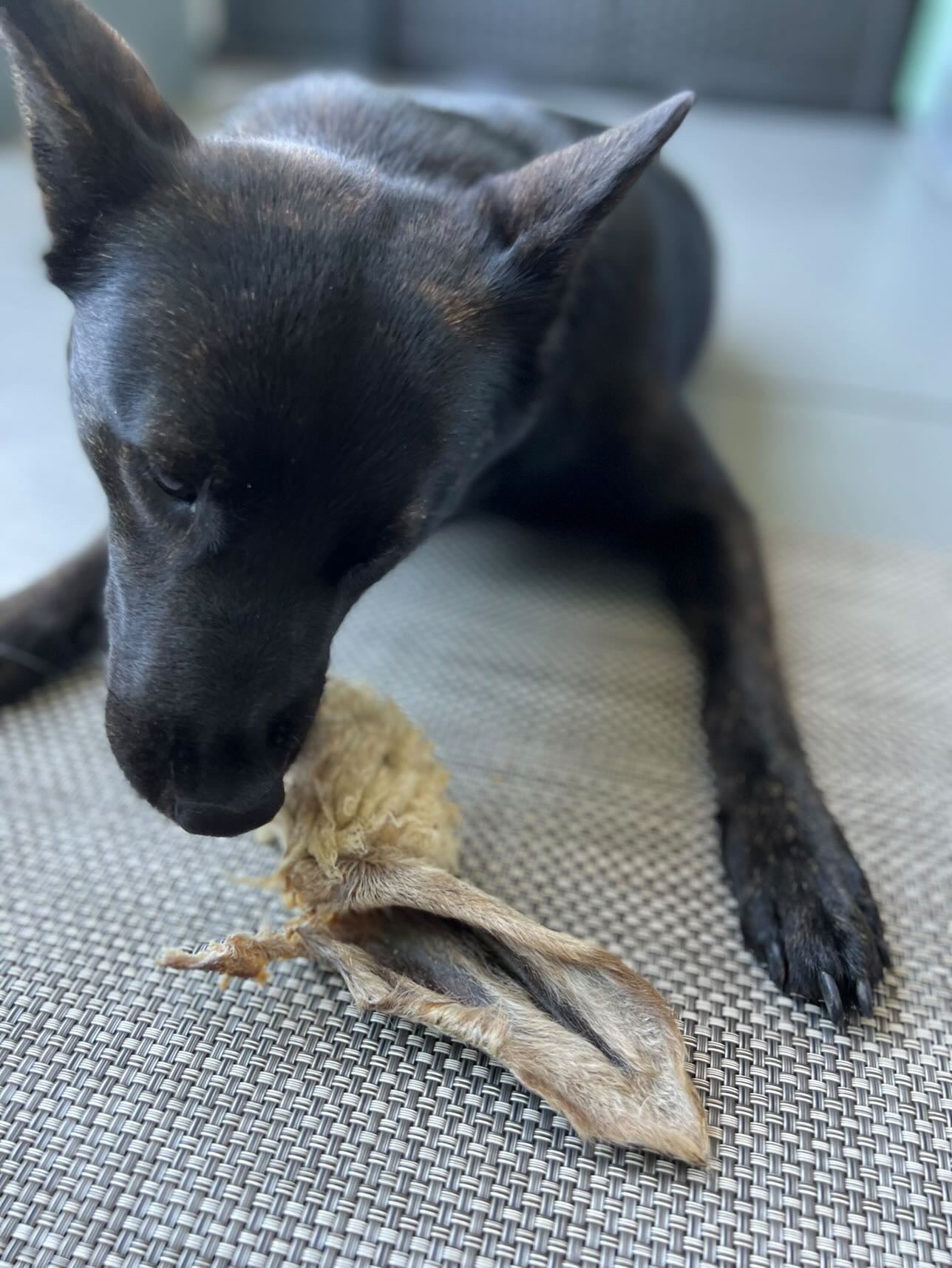 Dog Treats Lamb Ears Single Ingredient Chews Natural Reward - gallery image 5