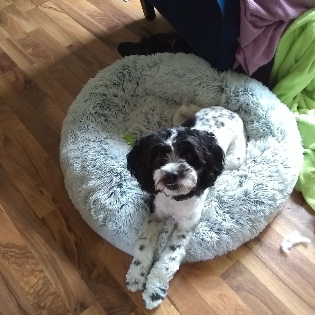 Mr. Peanut's 28" OrthoPlush� Pet Bed - Snowflake White Two Tone - gallery image 37