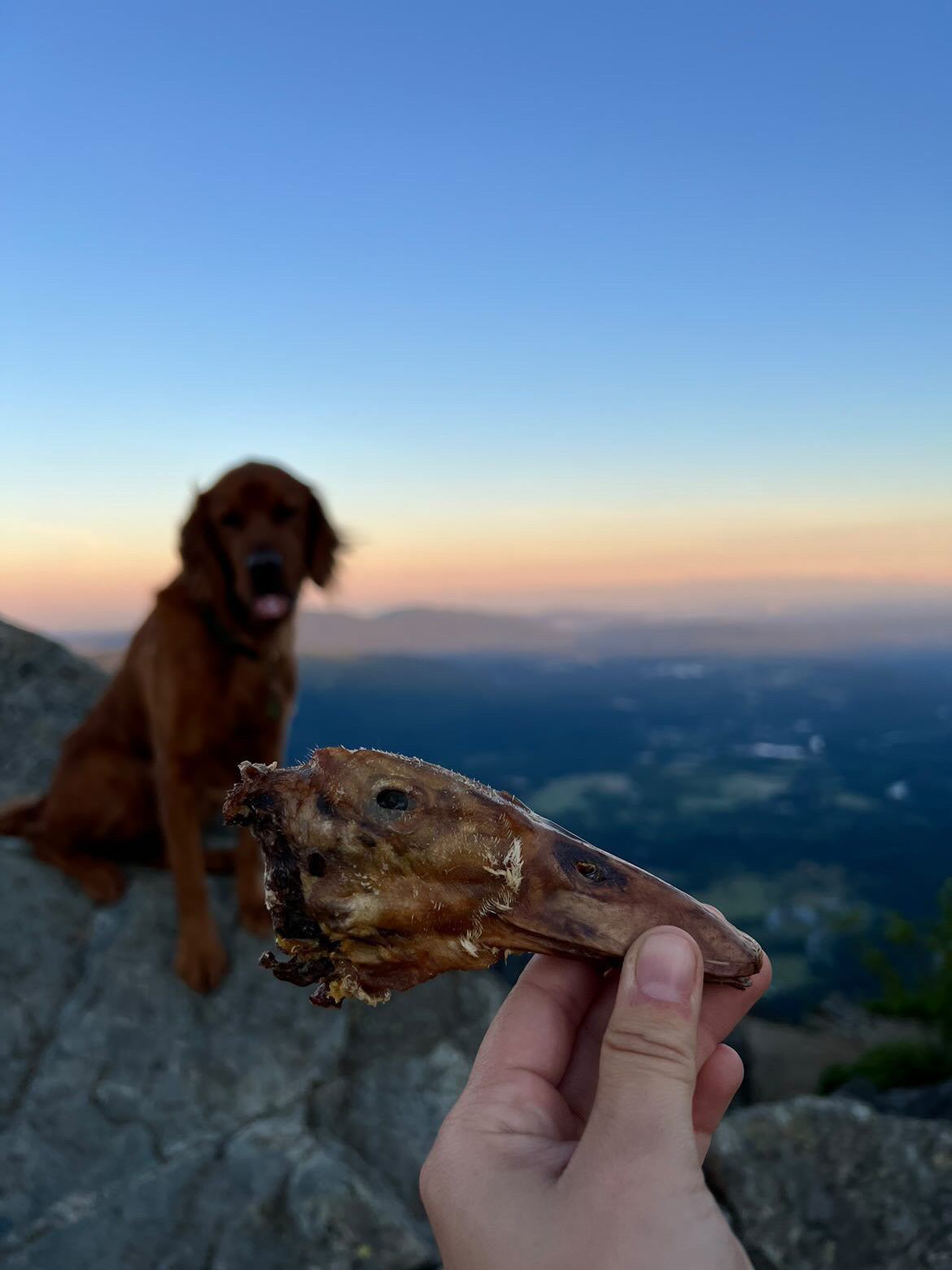 Duck Heads Abf Dog Treats Premium Premium Pet Supply - gallery image 13