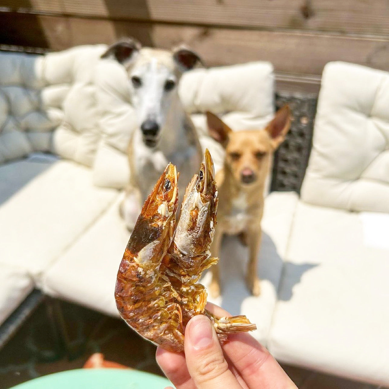 Dog Treats Shrimp Treat Single Ingredient Chews Natural Rewa - gallery image 11
