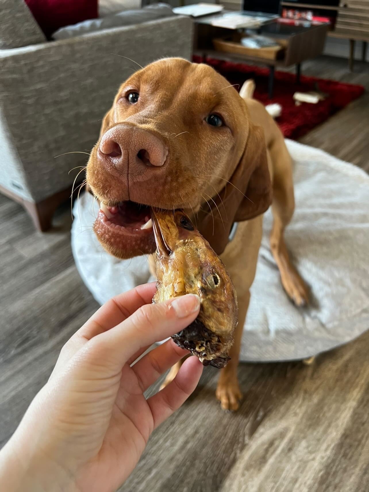 Duck Heads Abf Dog Treats Premium Premium Pet Supply - gallery image 5