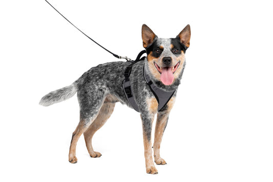 Petsafe Easysport Harness Charcoal Md Adjustable Dog Walking - main product image