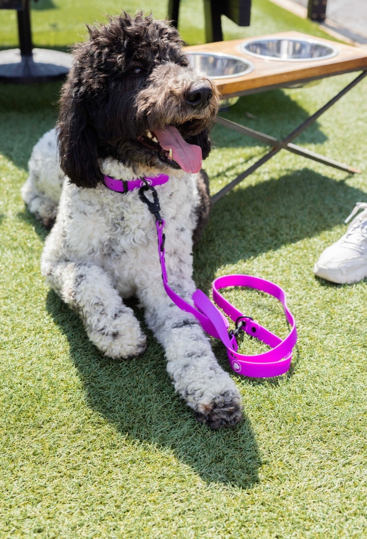 Dog Collar Collar Electric Fuchsia Adjustable Walking Collar - gallery product image for dog collar