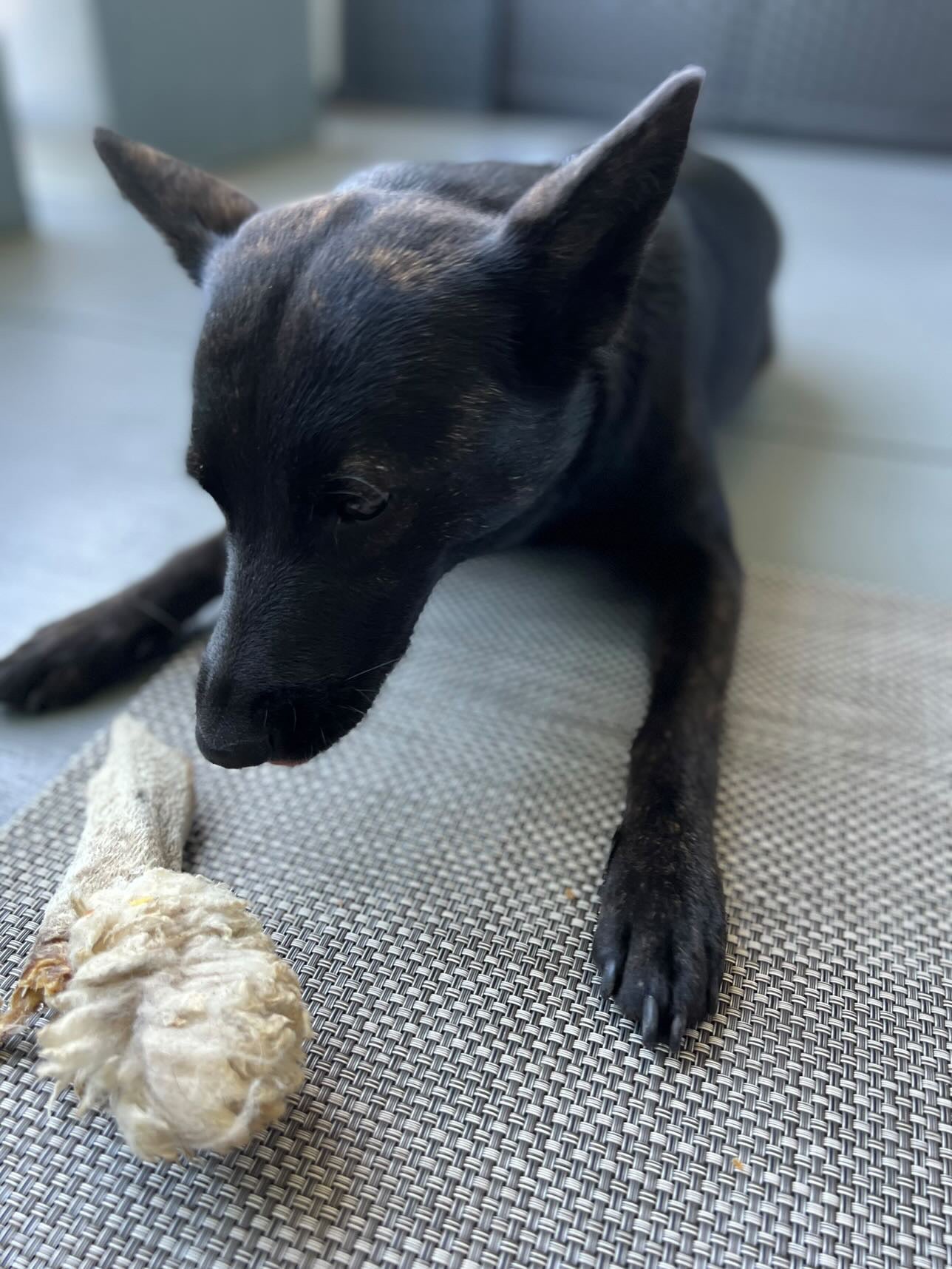 Dog Treats Lamb Ears Single Ingredient Chews Natural Reward - gallery image 6