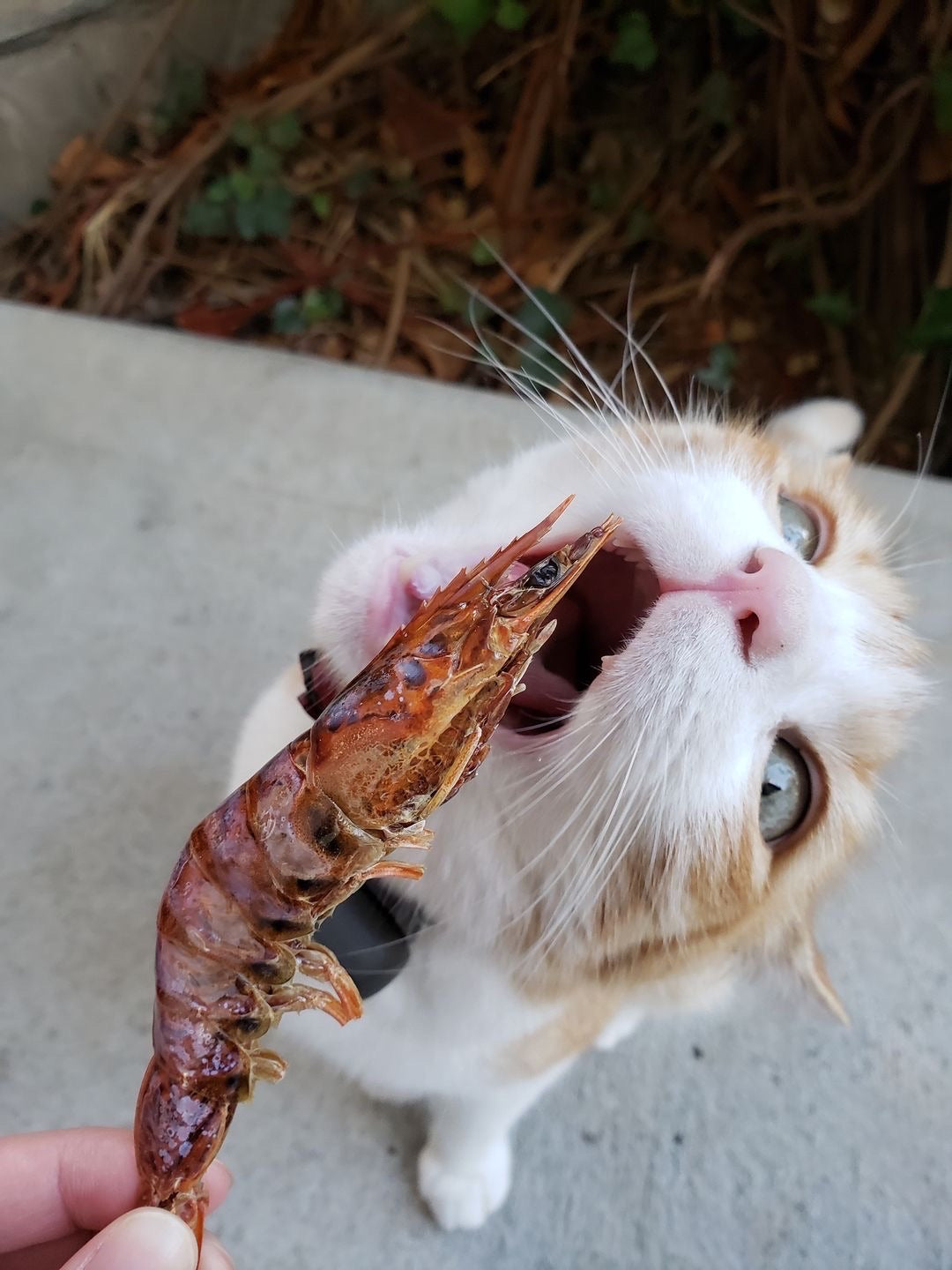 Dog Treats Shrimp Treat Single Ingredient Chews Natural Rewa - gallery image 5