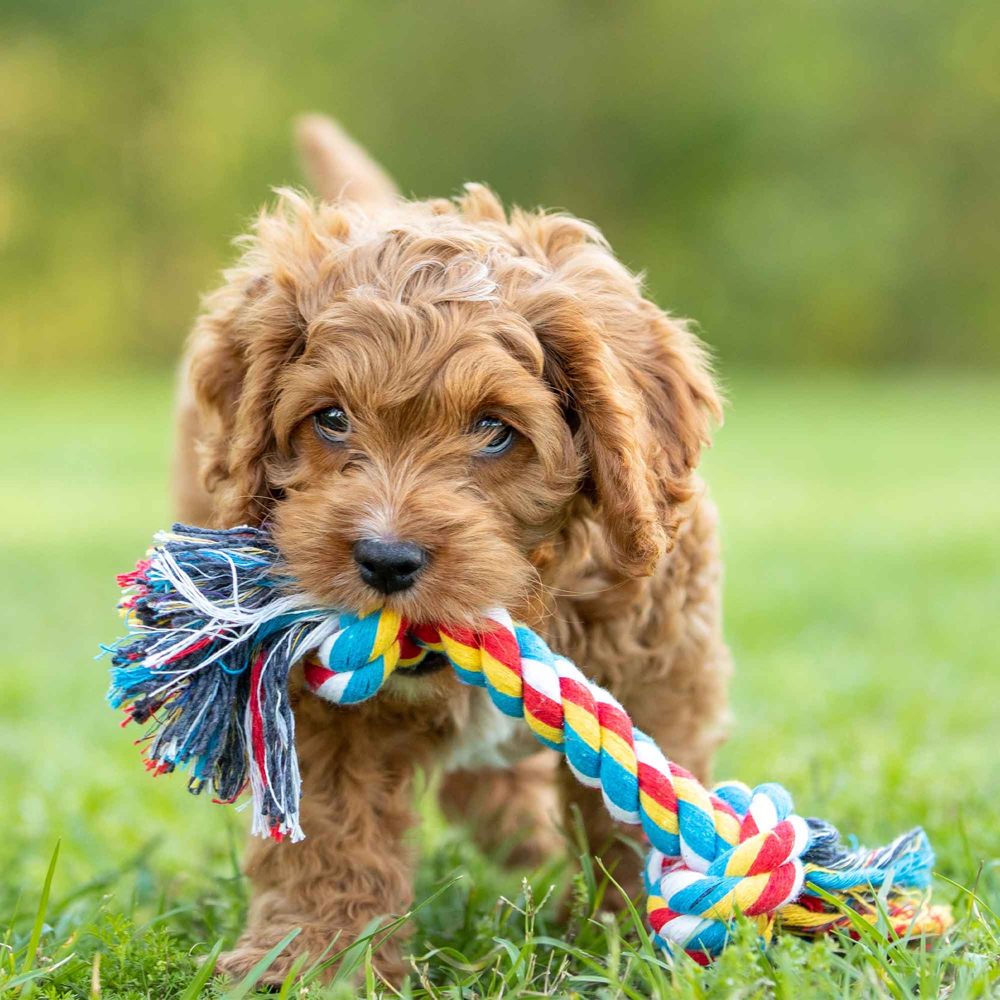 Jeffers Multi-Colored Braided Rope Bone Tug Toy for Dogs - gallery image 6