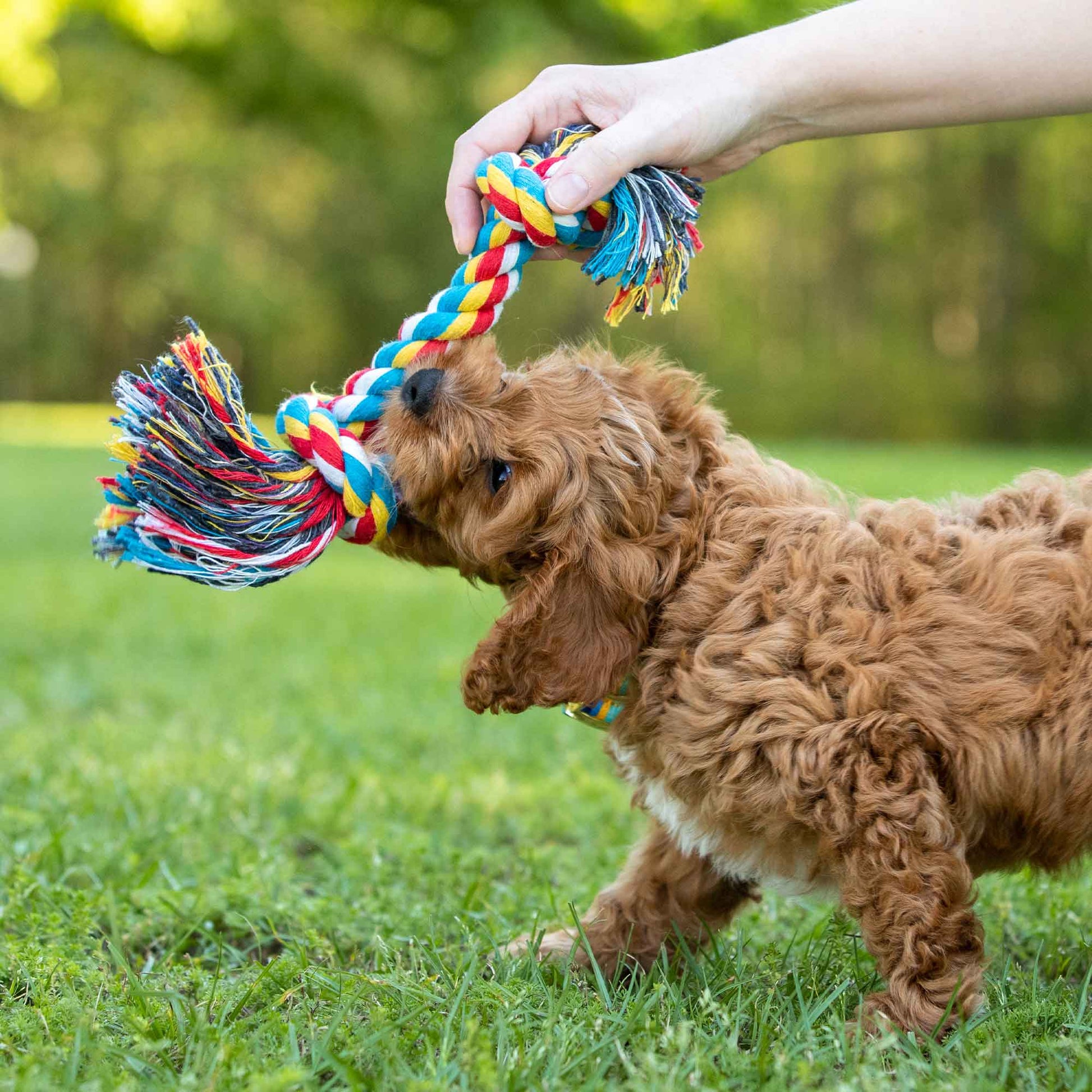 Jeffers Multi-Colored Braided Rope Bone Tug Toy for Dogs - close up view