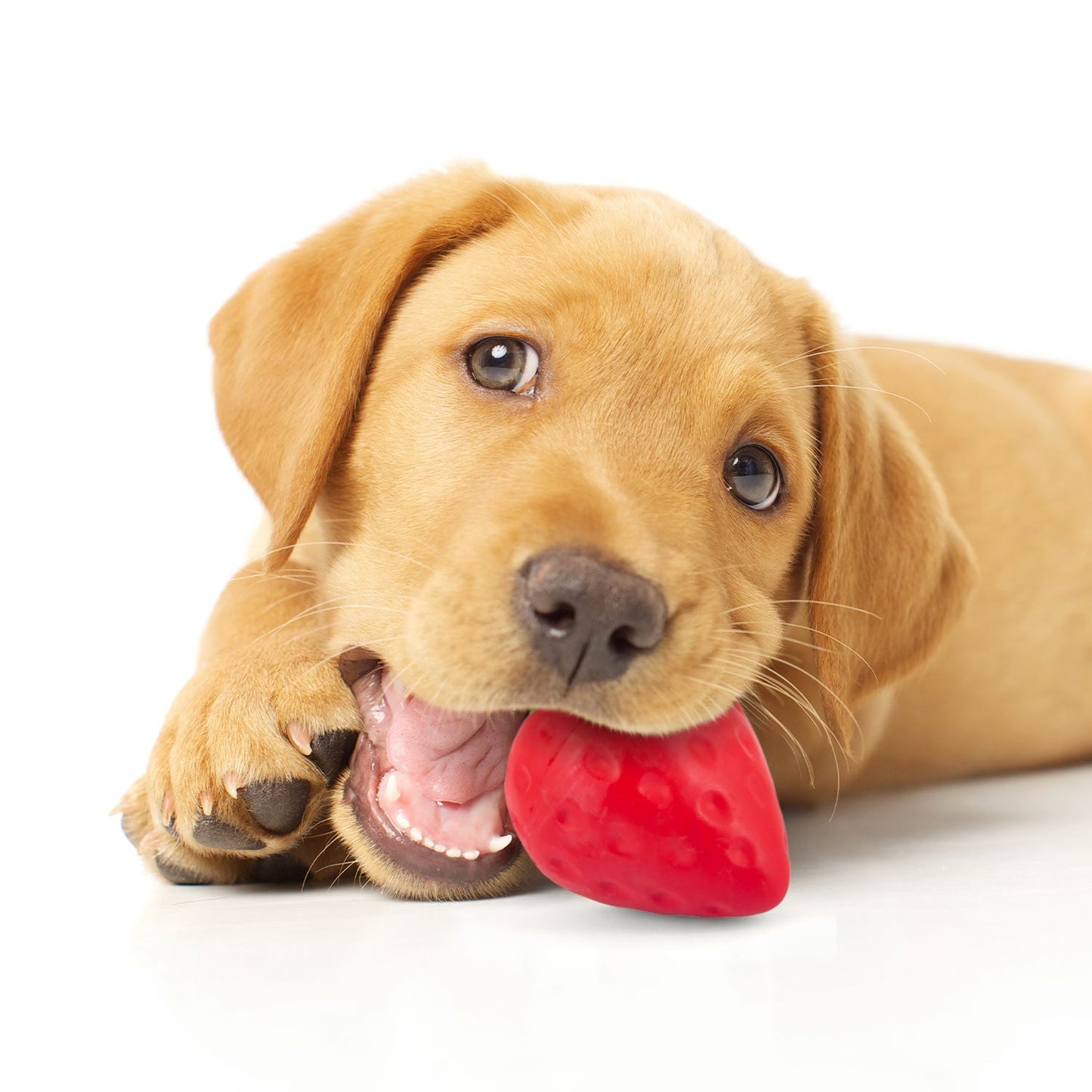 Squeaky Strawberry Natural Rubber Dog Dental Chew - gallery image 5