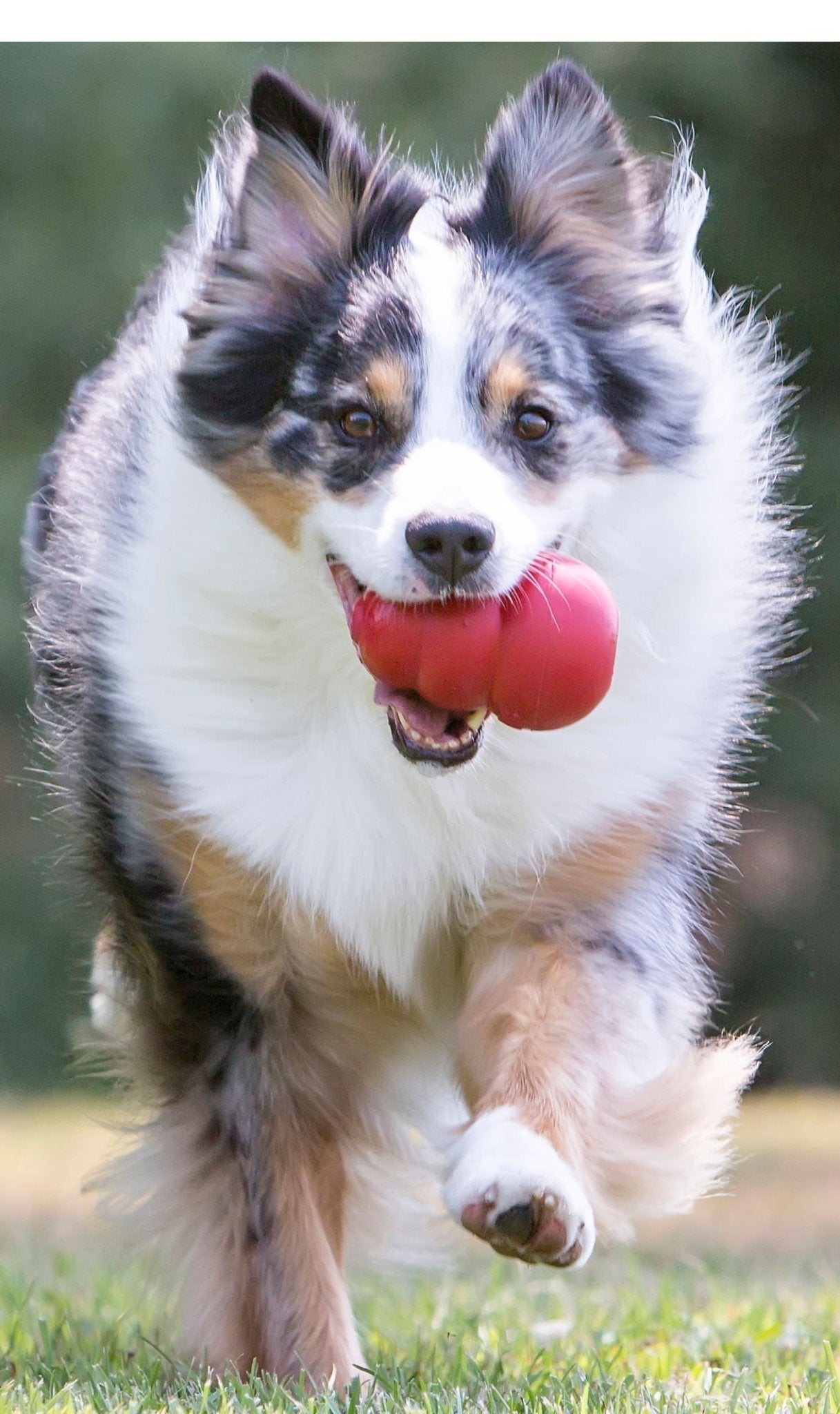 KONG Classic Dog Toy Durable Chew Dog Toy Durable Play - gallery image 7