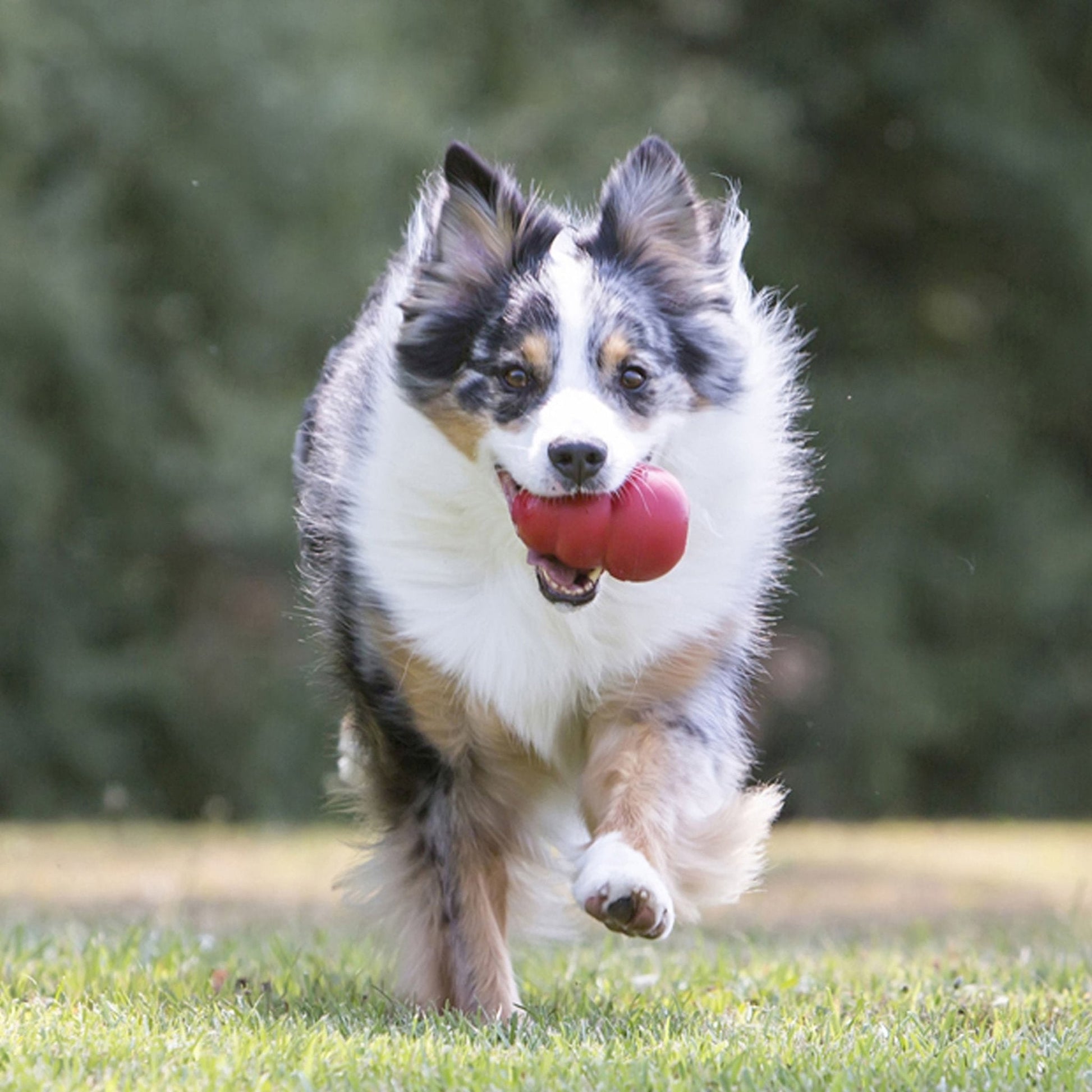 KONG Classic Dog Toy Durable Chew Dog Toy Durable Play - gallery image 16