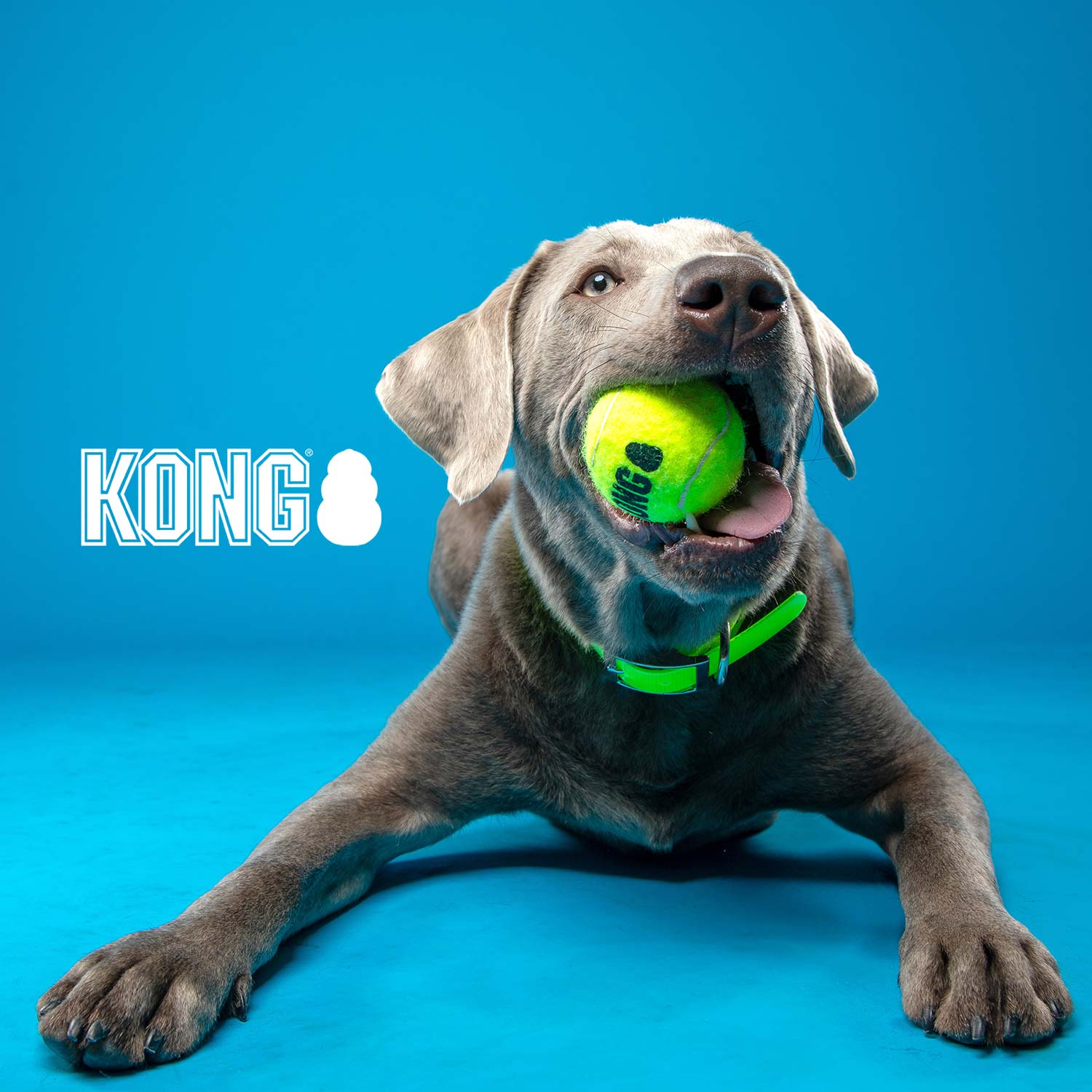 KONG SqueakAir� Ball Durable Squeaker Tennis Ball Dog Toy - lifestyle view