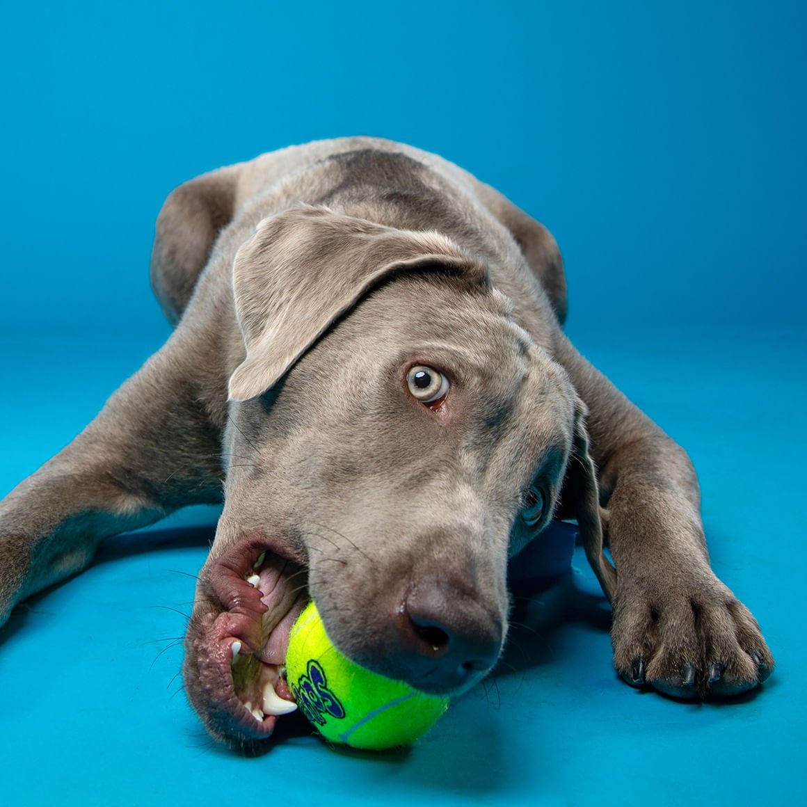 KONG SqueakAir� Ball Durable Squeaker Tennis Ball Dog Toy - close up view