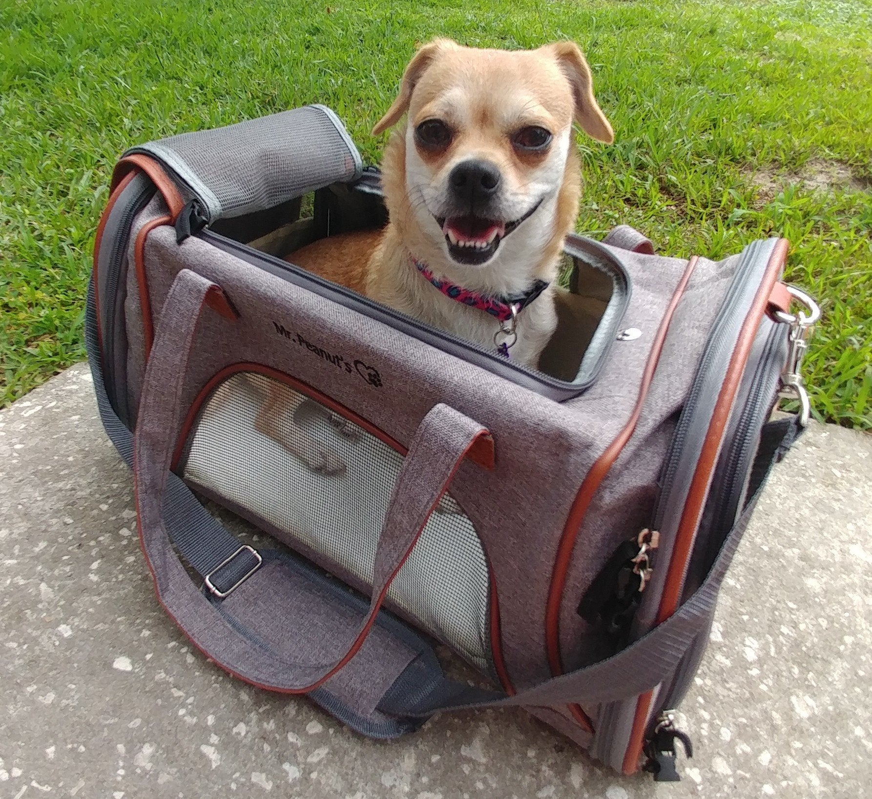 Mr. Peanut's Gold Series Standard Size Airline Compliant Pet Carrier - gallery image 19