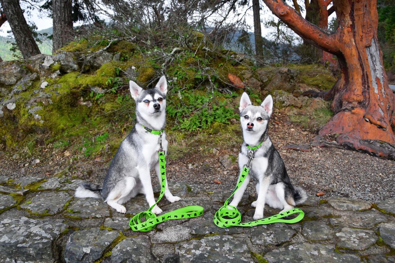 Dog Leash EcoBark Green Leash- Padded Comfort Grip Leash 4ft - gallery product image for dog leash
