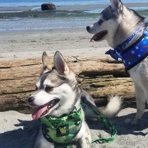 Eco Style Dog Collar with Comfortable Fit for Dogs and Cats - Dog Collar view 7 from Purrfect Pet Kingdom