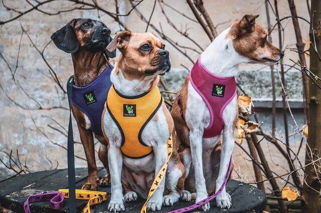 Dog Harness EcoBark Yellow Harness Over-the-Head Soft Mesh - lifestyle product image for dog harness