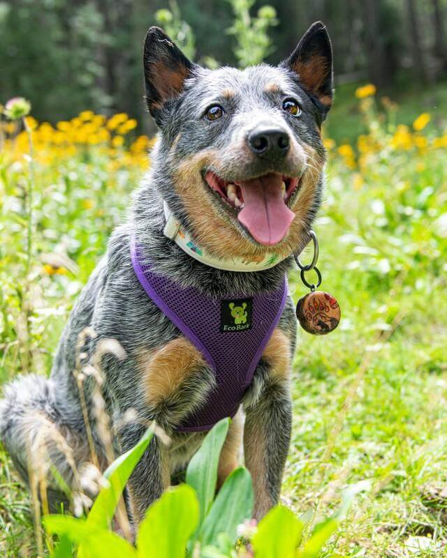 Dog Harness EcoBark Purple Harness Over-the-Head Soft Mesh - gallery product image for dog harness