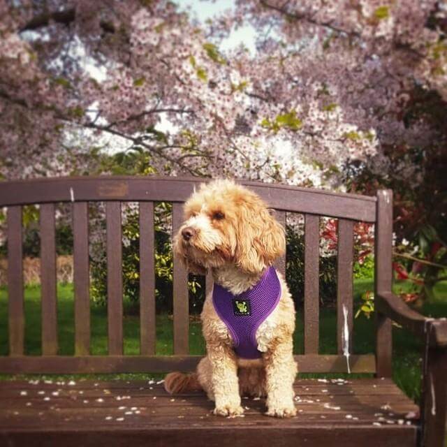 Dog Harness EcoBark Purple Harness Over-the-Head Soft Mesh - lifestyle product image for dog harness