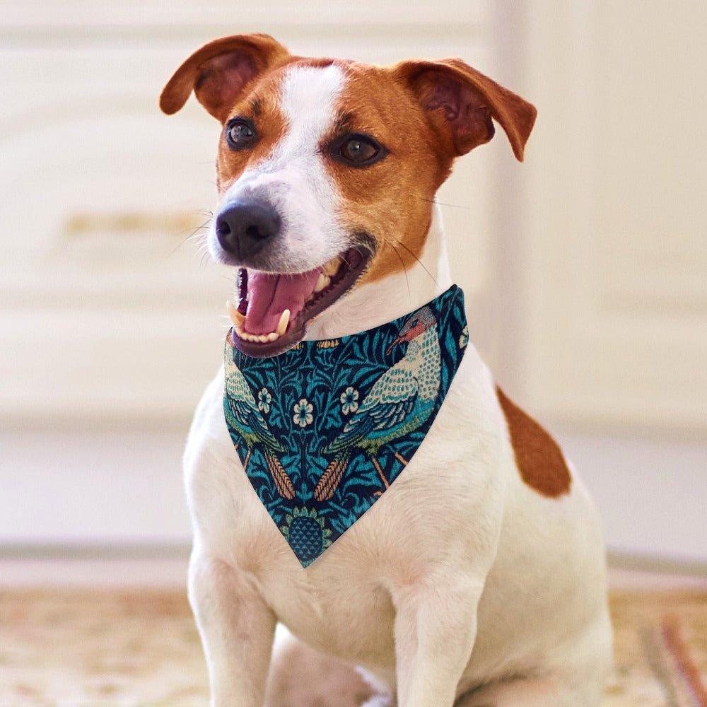 Pet Supply Morris Bird Scarf for Daily Use for Comfort main product image for dogs and cats