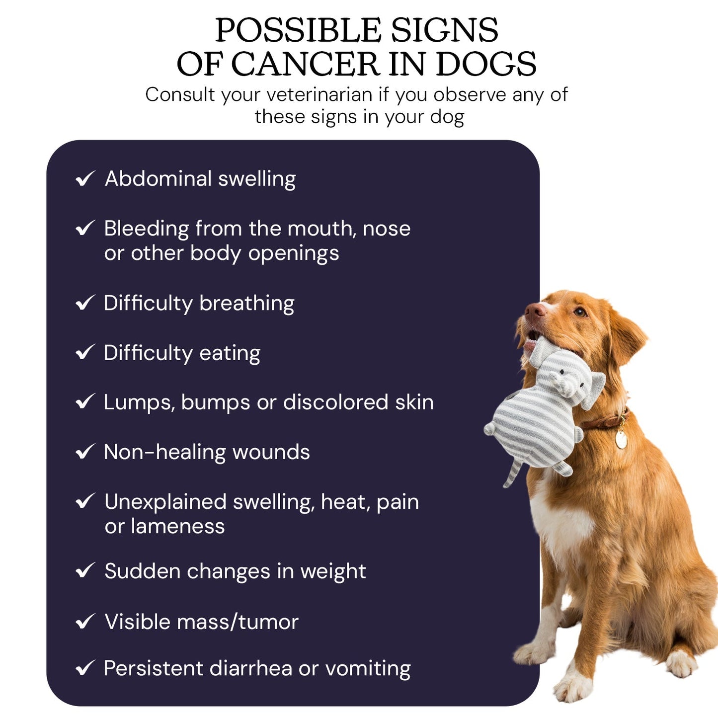 Oncotect Essential At-Home Dog Cancer Screening Test Kit - gallery image 6