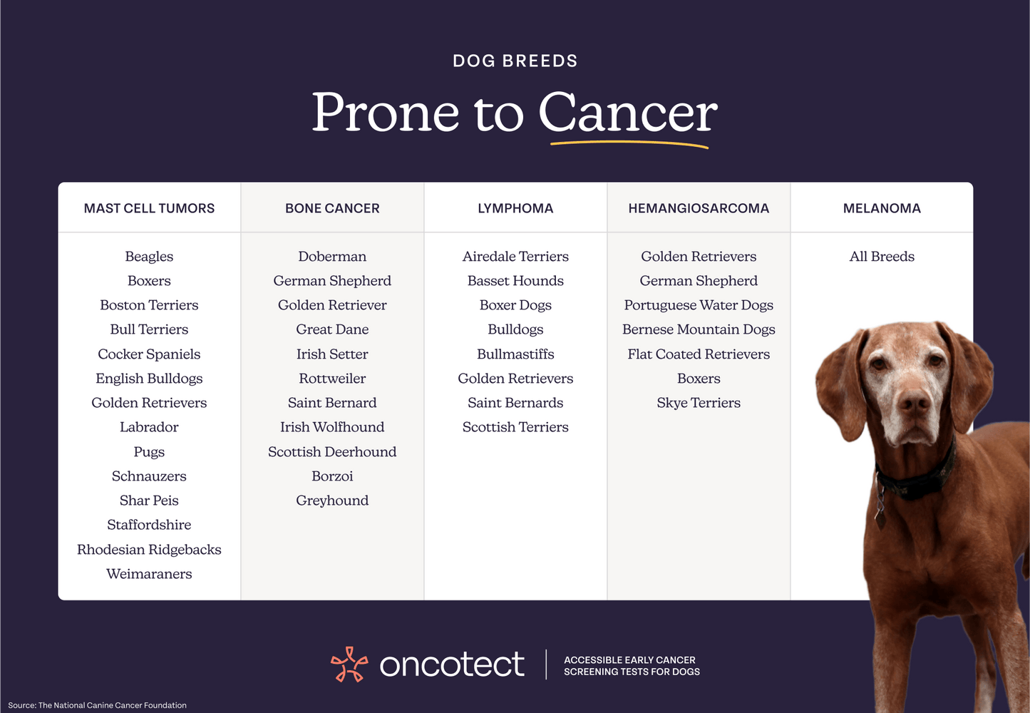 Oncotect Essential At-Home Dog Cancer Screening Test Kit - gallery image 5