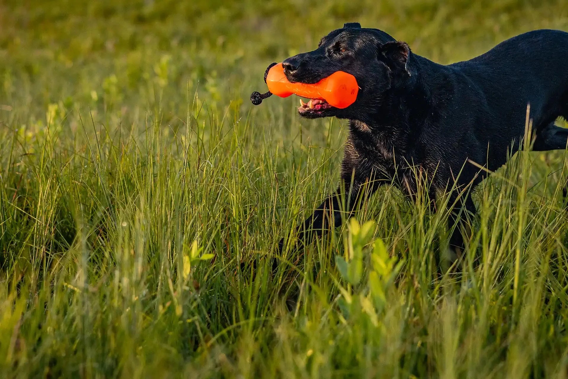 Orange Dog Training Bumper Dummy for Outdoor Practice main product image for dogs