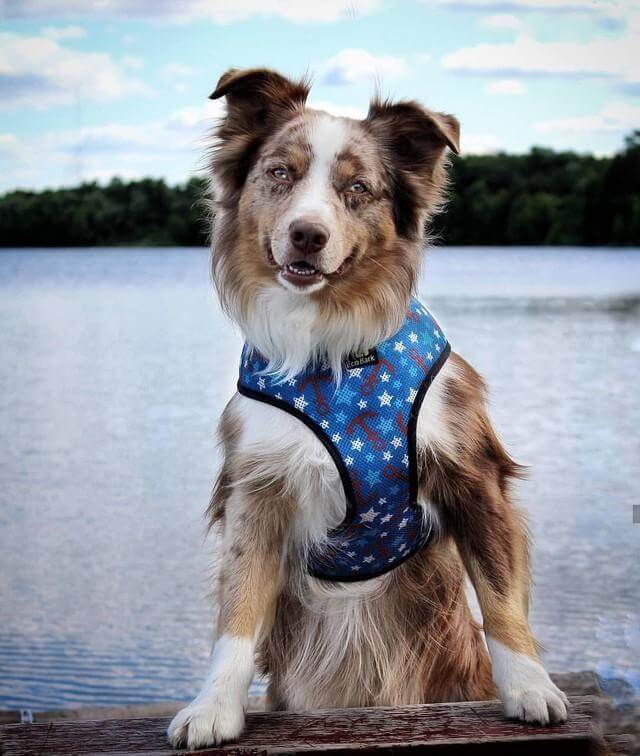 Dog Harness EcoBark Nautical Harness Over-the-Head Soft Mesh - gallery product image for dog harness