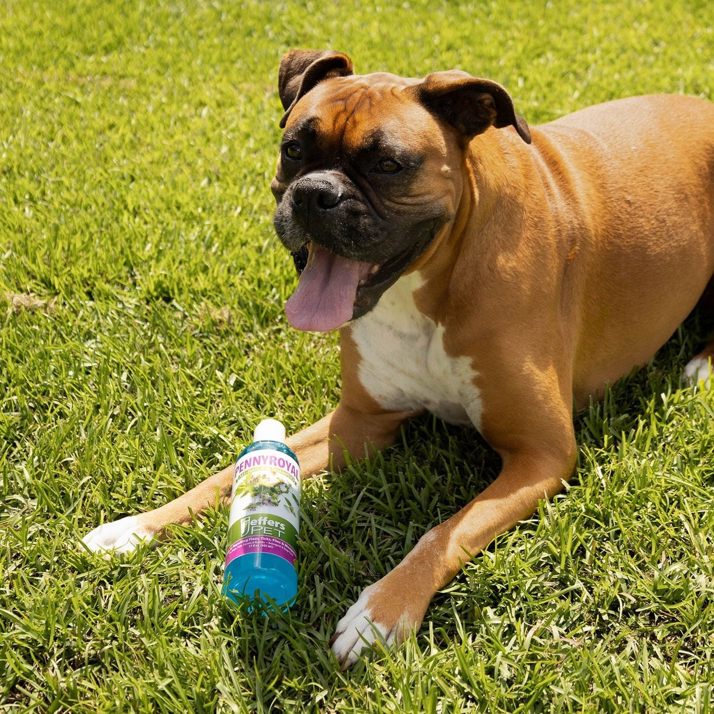 Natural Flea Tick Pennyroyal Dog Shampoo Aids In Pet - detail view
