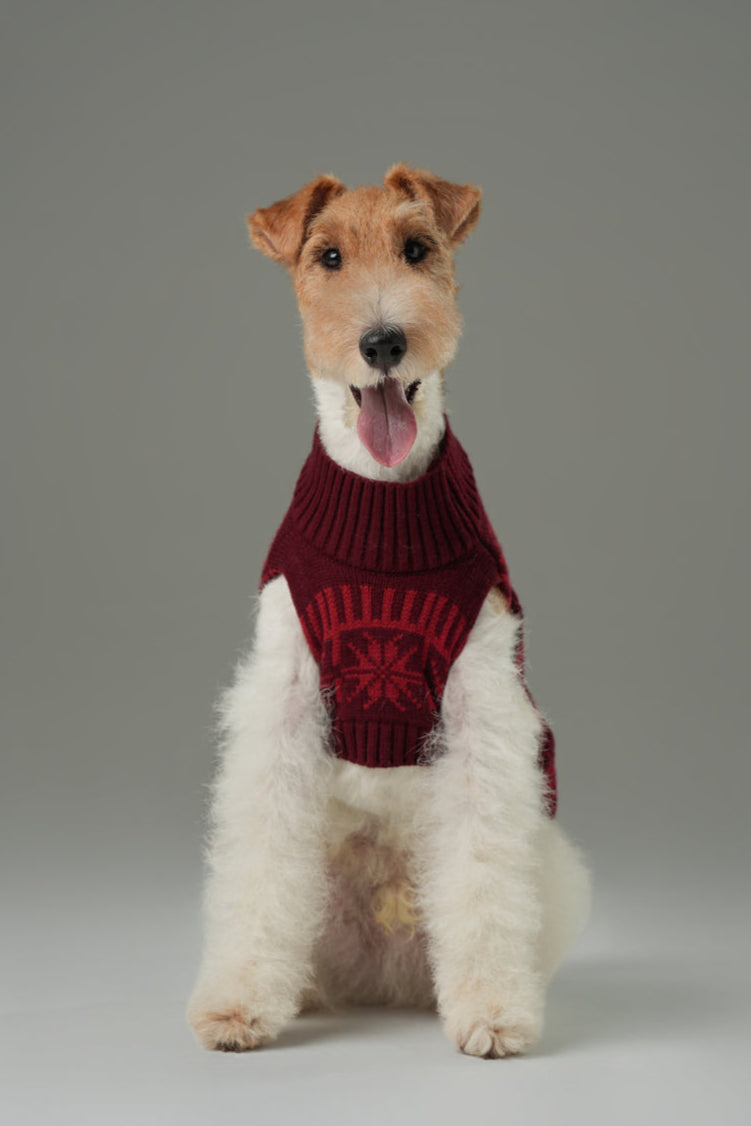 Pretzel Pet Sweater Burgundy Red Dog Sweaters Premium Pet - lifestyle view