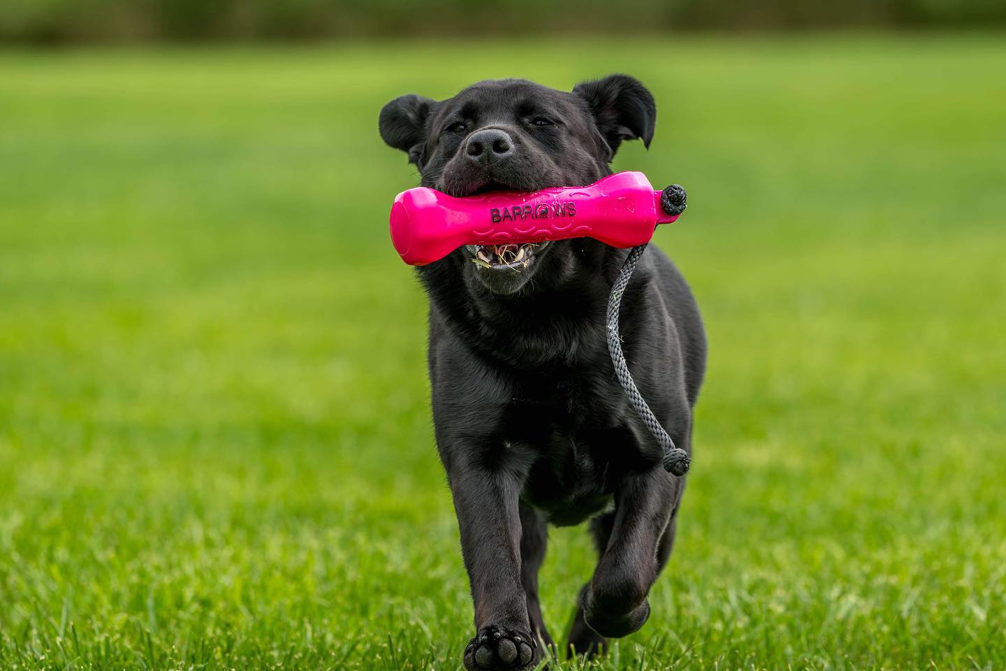 Pink Dog Training Bumper Dummy for Outdoor Practice main product image for dogs