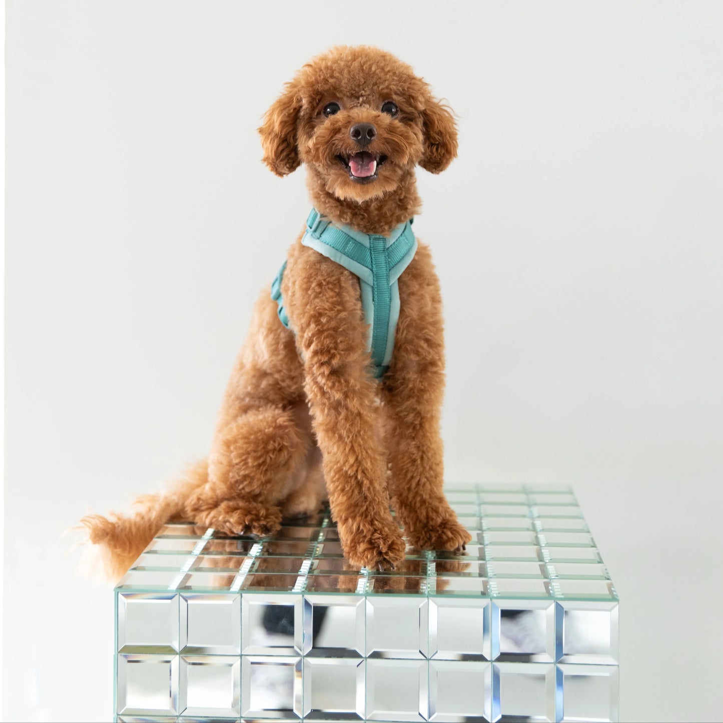Lilac - Velvet Dog Harness - lifestyle view