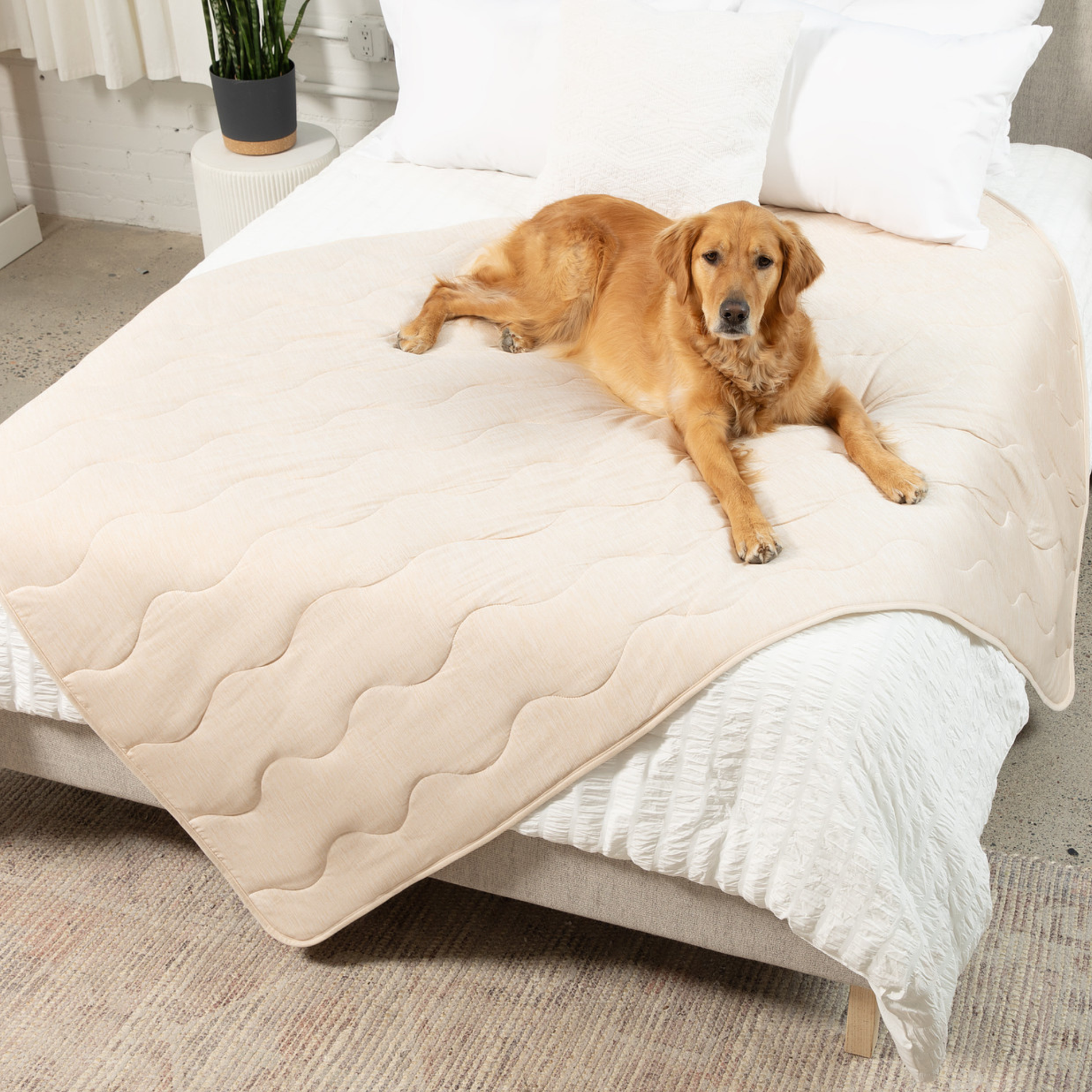 Pupchill Cooling Waterproof Blanket Arctic Sand Washable - lifestyle view