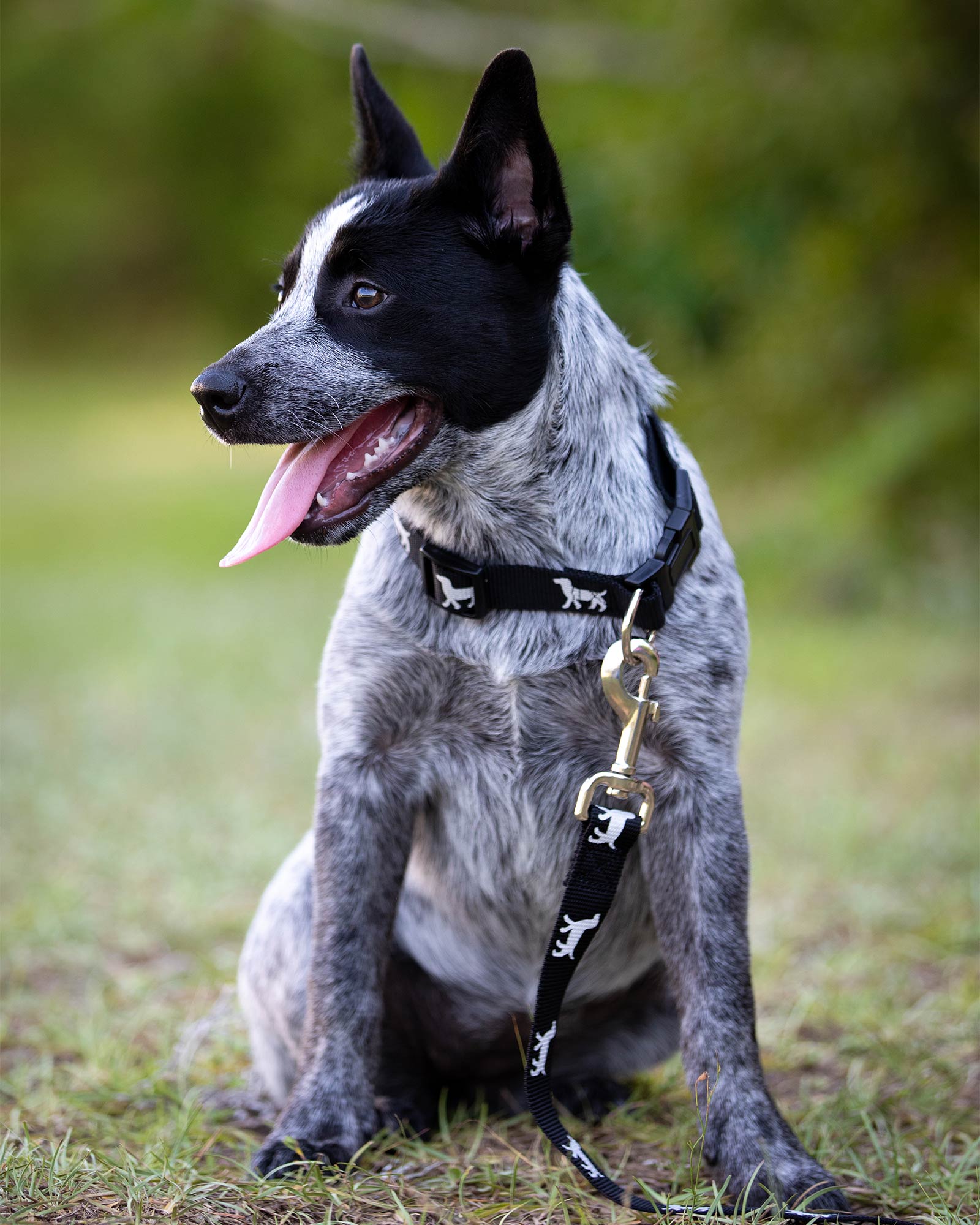 Reflective Hound Series Nylon Dog Leash Adjustable - detail view