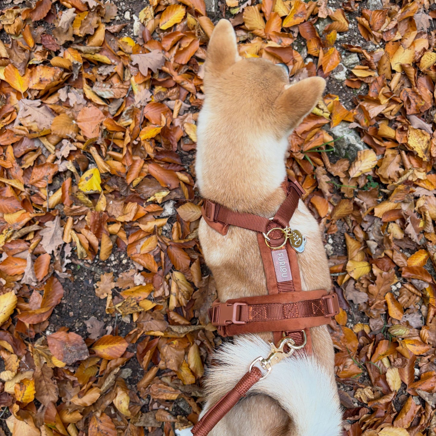 Clay - Velvet Dog Harness - lifestyle view