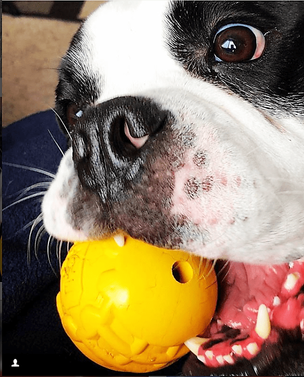 Dog Treat Toy Chew Enrichment Medium Yellow Durable Premium - gallery image 6