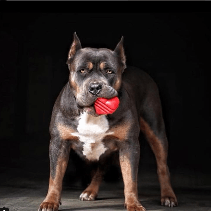 Heart On A String Dog Toy Durable Rubber Tug Toy For Large - gallery image 6