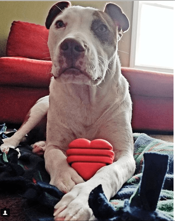 Heart On A String Dog Toy Durable Rubber Tug Toy For Large - gallery image 7